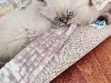 Gaziantep de ev ortamında büyüyen iran kedisi