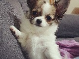 Chihuahua kızımız