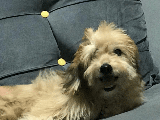 Maltese Terrier Dişi Adana Eğitimli Aşısı eşyaları karnesi her şey dahil