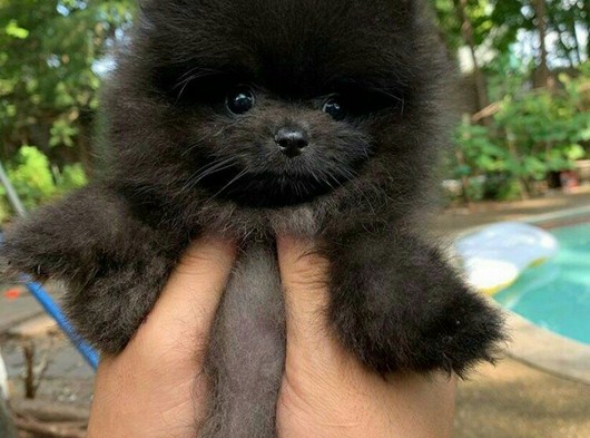 2 Aylık Pomeranian Boo Yavrularımız Doğa Çiftliğinden