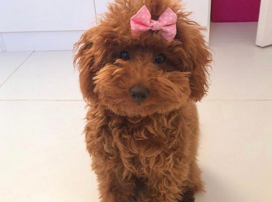 Orjinal Red Brown Toy Poodle