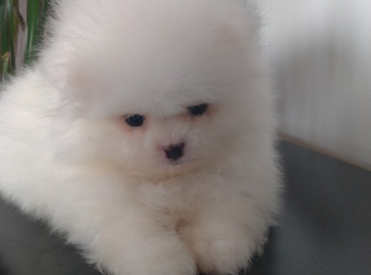 Pomeranian Boo Teady Bear