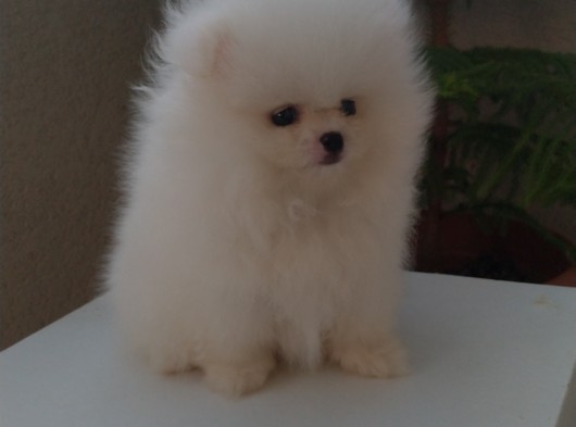 Kar Beyaz Pomeranian Boo Teddy Bear