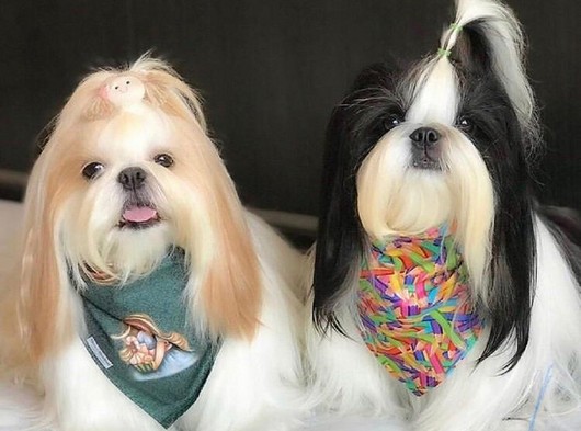 Orjinal Shihtzu Yavrularımız