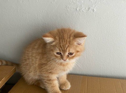 İran kedisi - scottish fold kırması dünya tatlısı