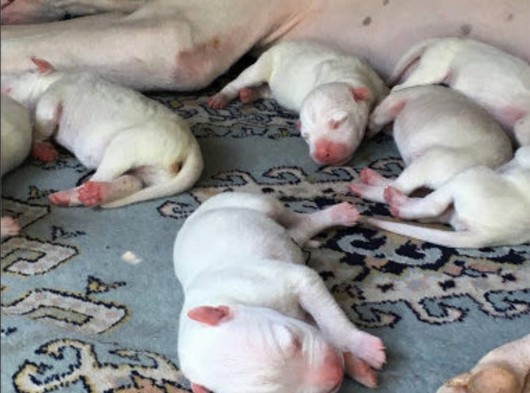 Dogo Argentino