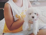 Maltese terrier 1 yaşında