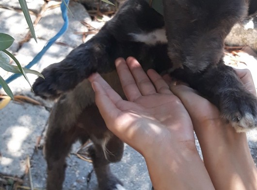 4 aylık safan blackberry maltese terrier erkek yavrum