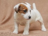 Jack Russell Terrier Yavru