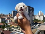 Sevimli ve Sağlıklı Teacup Maltese Terrier Yavrularımız