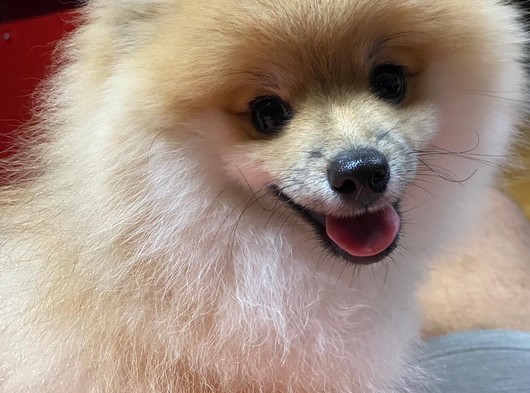 Muhteşem Kalitede Olan Pomeranian Boo Yavrumuz