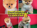 Pomeranian boo teacup oyuncu yavrumuz Panço / Yavrupatiler den