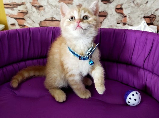 British Shorthair Yavrularımız