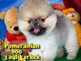 Pomeranian boo TEACUP oyuncu yavrumuz TOBY / Yavrupatiler den