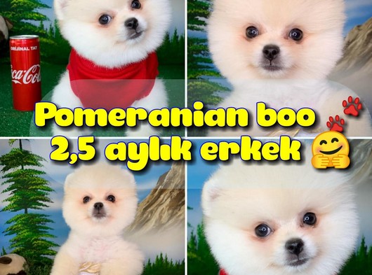 Safkan Orjinal Pomeranian Boo oyuncu erkek yavru PROBİS / Yavrupatiler