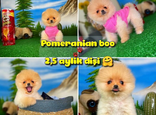 Orjinal Safkan Pomeranian Boo Dişi Yavrumuz PENA / Yavrupatiler