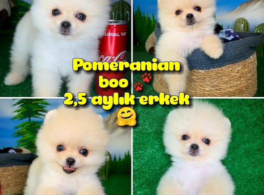 Oyuncu Pomeranian Boo beyaz oğlumuz Yorki / Yavrupatiler