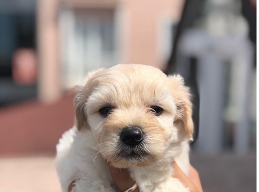 Tatlı Maltipoo 2 Aylık