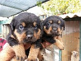 Antalya Joker PetShop Rottweiler Yavruları