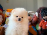 Ayı surat mini boy wc eğitimli Pomeranian