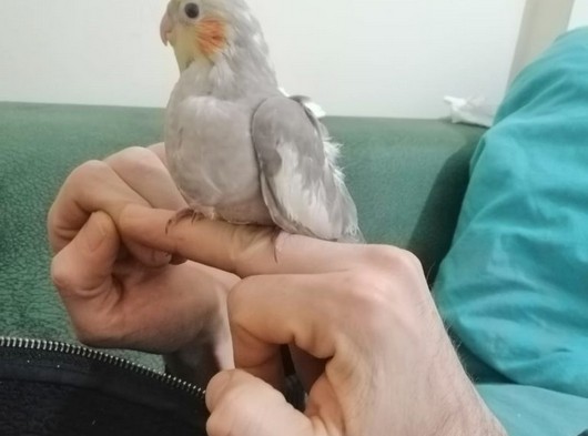 Bebek sultan Papağanı