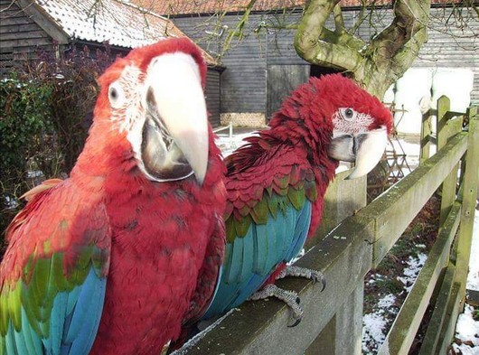 bilezikli satılık ara macaw papağanı