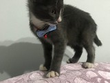 Britsh kırması 2 buçuk aylık yavru kedi