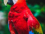 scarllet macaws pair male and female