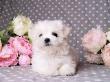 Çok tatlı Maltese terrier
