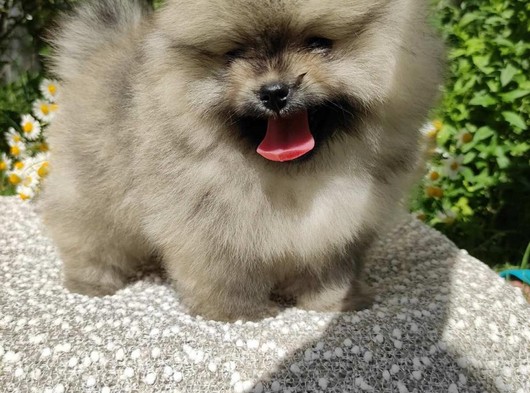 Orjinal Pomeranian Boo Teddybear