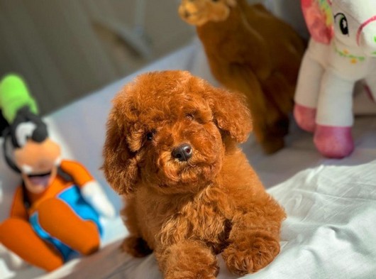 Irkın en güzel rengi red brown toy poodle