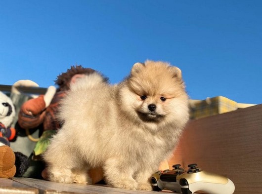 Irkının En Güzel Özelliklerine Sahip PomeranianBoo Yavrumuz