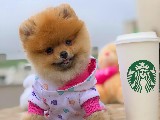 Her Hafta Yenilenen Irk ve Sağlık Onaylı Pomeranian Boo Yavrular