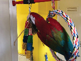 ara macaw papagani evcil ve egitimli
