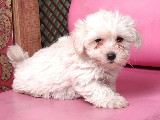 Maltese Terrier 2 aylık Dişi Yavrumuz 0 Numara
