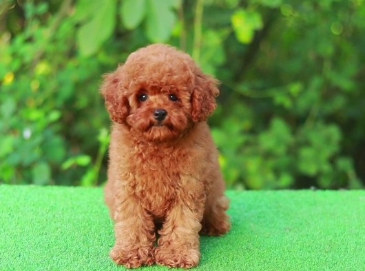 Orijinal Toypoodle Yavrularımız Gelmiştir.