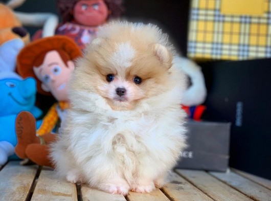 Mini boy sevimli surat Pomeranian
