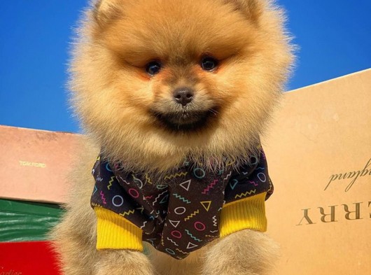 Miniboy Ayıcık Surat Pomeranianboo Yavrumuz