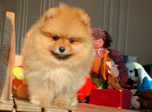 Orijinal Renk MiniBoy PomeranianBoo Oğlumuz