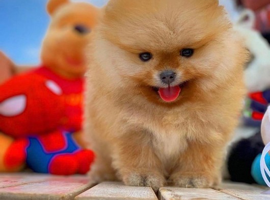 Orijinal Renk PomeranianBoo Kızımız