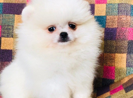 Pomeranian Boo