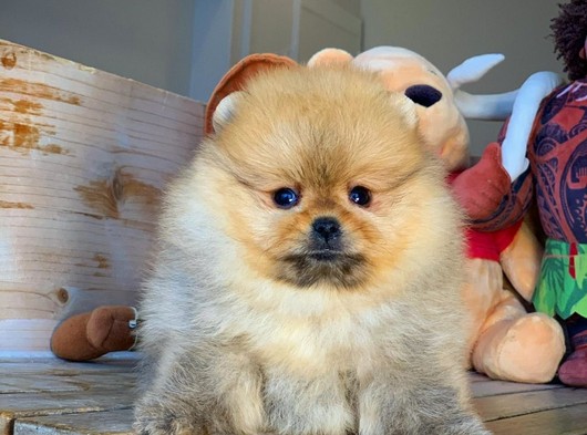 Pomeranian teddybear