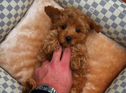 Safkan Apricot Toy Poodle Erkek Yavrumuz