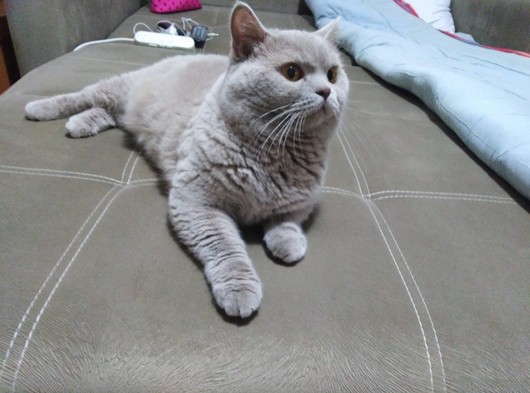 Sevimli brittish shorthayır kedimi ücretli sahiplendiryorum
