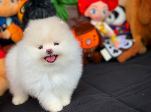 Show Kalite Yarışma Düzeyi Pomeranian Boo Yavrularımz