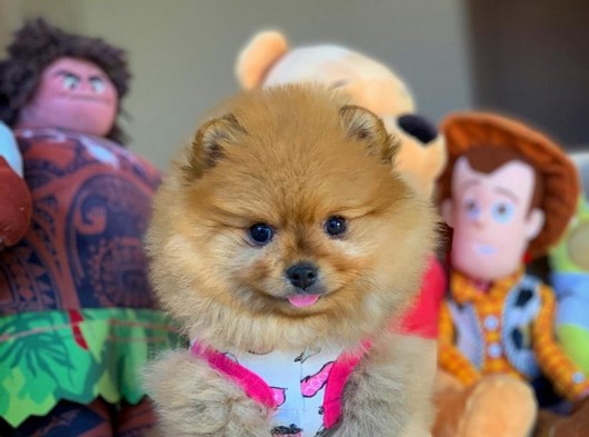 Teddyface en iyi kalite boo Pomeranian