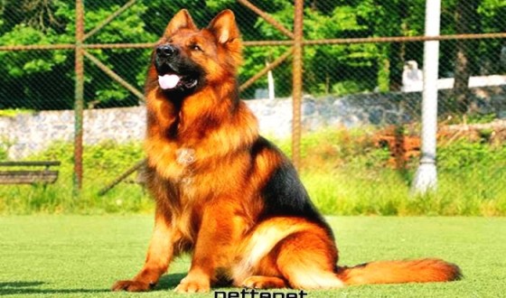 Alman Kurdu (Alman Çoban Köpeği)