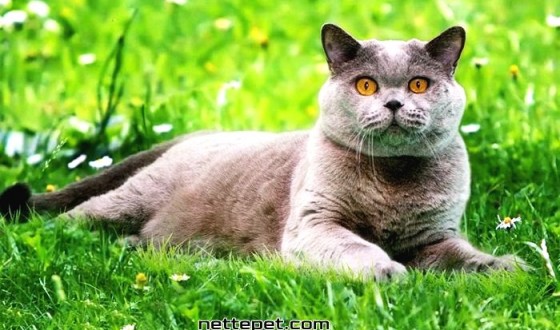 British Shorthair Kedi Irkının Özellikleri