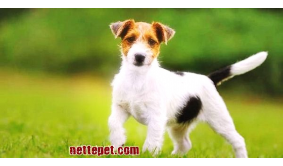Jack Russel Terrier Köpek Irkı Özellikleri, Bakımı ve Tarihçesi