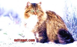 Sibirya Kedisi Özellikleri, Bakımı ve Tarihçesi
